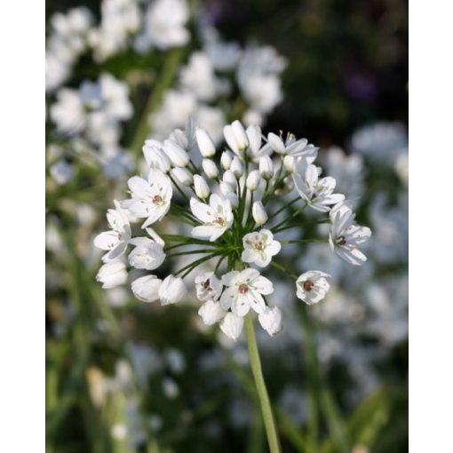 Allium cowanii - Díszhagyma