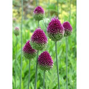 Allium sphaerocephalon - Díszhagyma