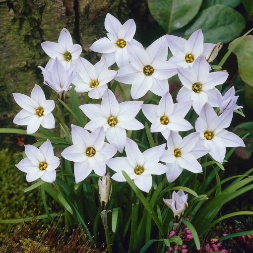 Ipheion uniflorum - Egyvirágú csillaghagyma