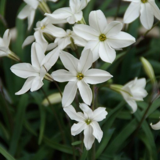 Ipheion uniflorum Alberto Castillo - Egyvirágú csillaghagyma