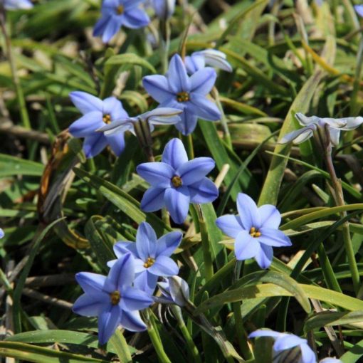 Ipheion uniflorum Rolf Fiedler - Egyvirágú csillaghagyma