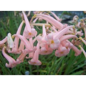   Cyrtanthus mckenii Himalayan Pink (4/+) - Fokföldi görbeliliom