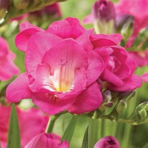 Freesia Double Pink - Frézia (5/+)