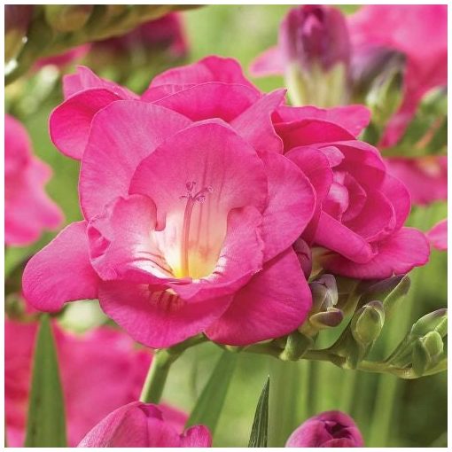 Freesia Double Pink - Frézia (5/+)