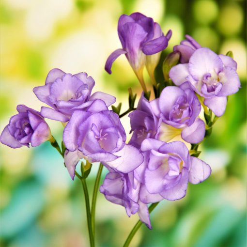 Freesia Double Purple - Frézia (5/+)