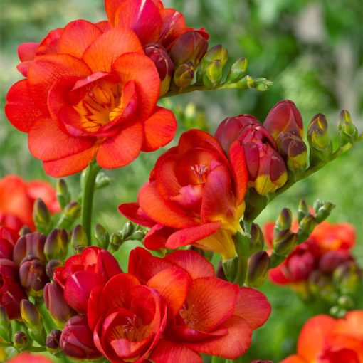 Freesia Double Red - Frézia (5/+)