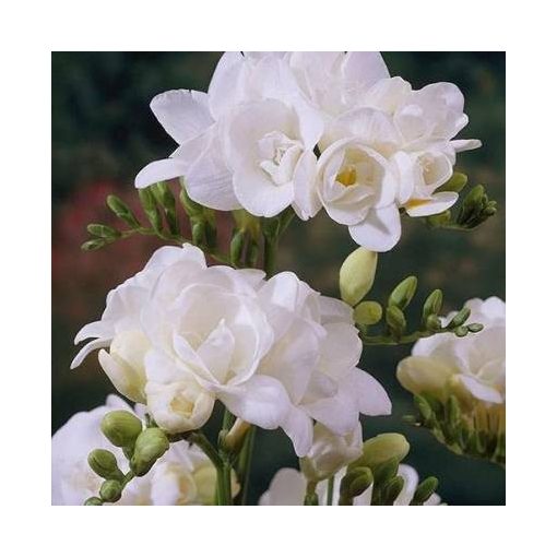 Freesia Double White - Frézia (5/+)