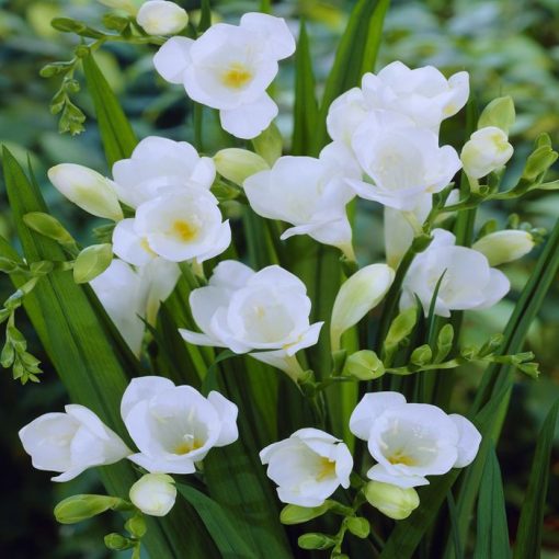 Freesia Single White (5/+) - Frézia