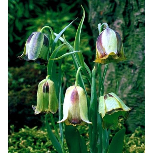 Fritillaria acmopetala