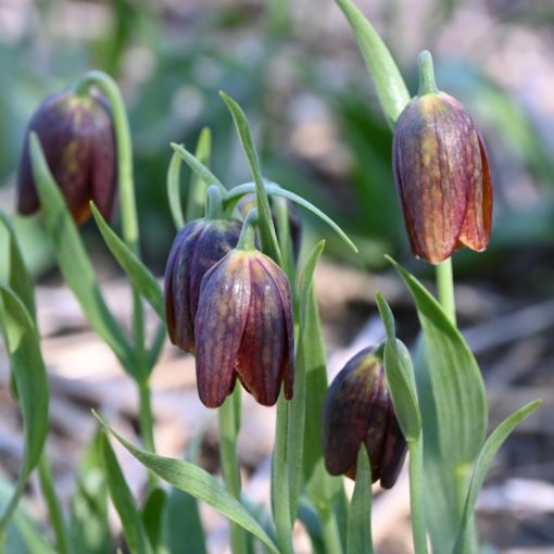 Fritillaria davisii