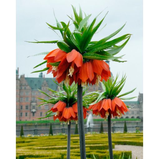 Fritillaria imperialis Rubra - Császárkorona