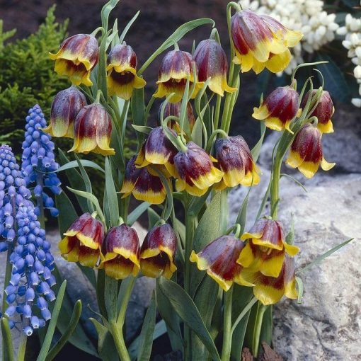 Fritillaria michailovskyi