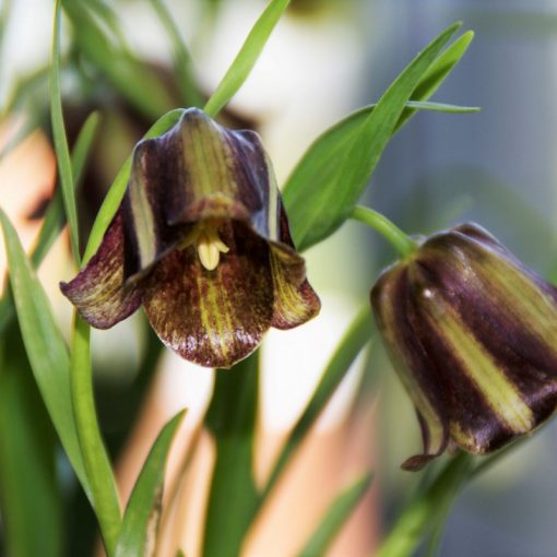 Fritillaria olivieri