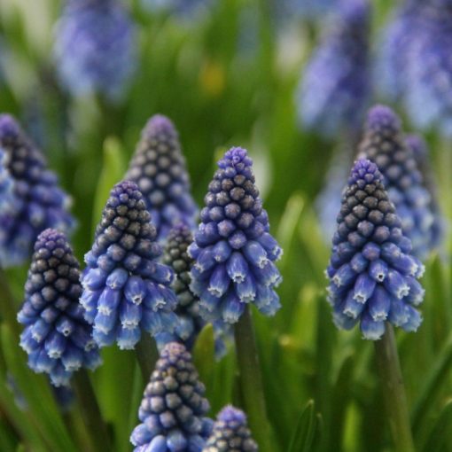 Muscari Bling Bling - Fürtös gyöngyike