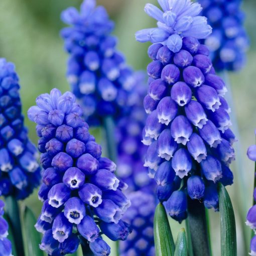 Muscari Dark Eyes - Fürtös gyöngyike