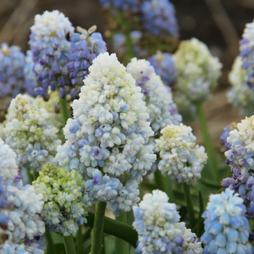 Muscari Natures Beauty - Fürtös gyöngyike