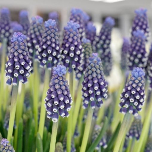 Muscari Night Eyes - Fürtös gyöngyike