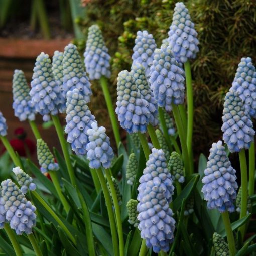 Muscari Peppermint - Fürtös gyöngyike