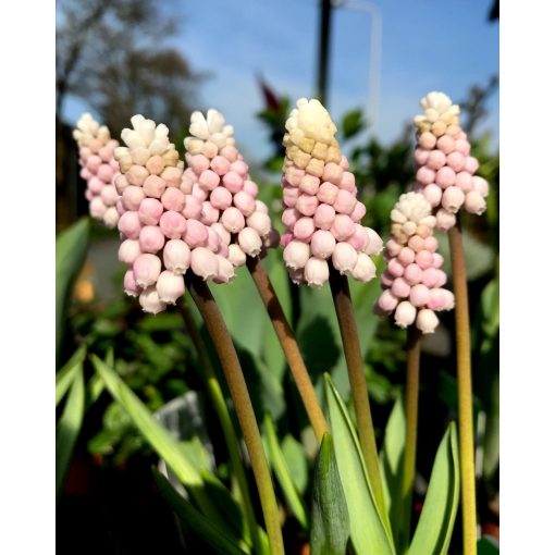 Muscari Pink Sunrise - Fürtös gyöngyike