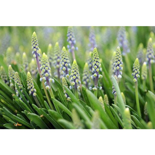 Muscari Saffier - Fürtös gyöngyike