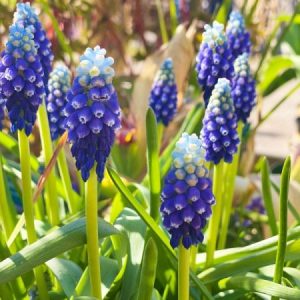 Muscari Touch of Snow - Fürtös gyöngyike