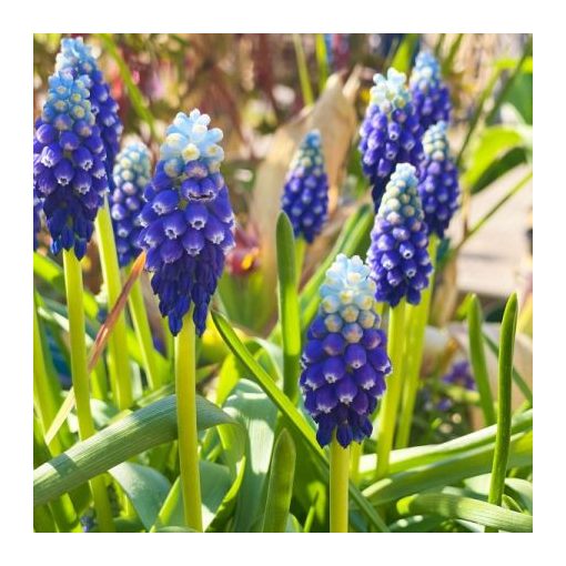 Muscari Touch of Snow - Fürtös gyöngyike