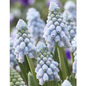 Muscari Valerie Finnis - Fürtös gyöngyike