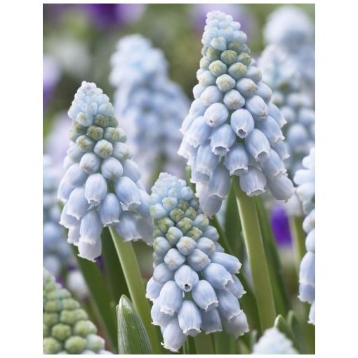 Muscari Valerie Finnis - Fürtös gyöngyike