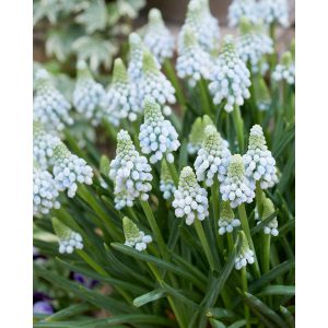 Muscari armeniacum Manon - Fürtös gyöngyike