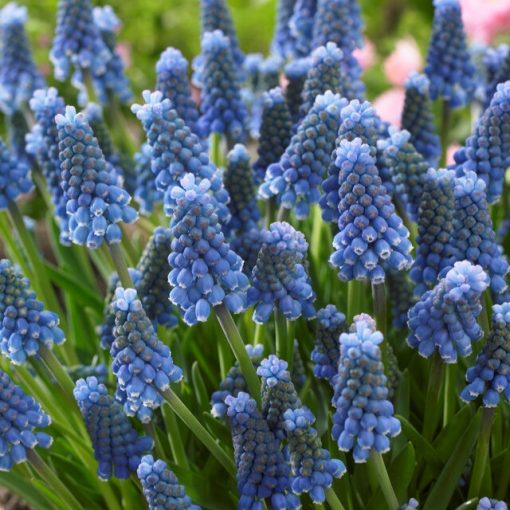 Muscari aucheri Blue Magic - Fürtös gyöngyike