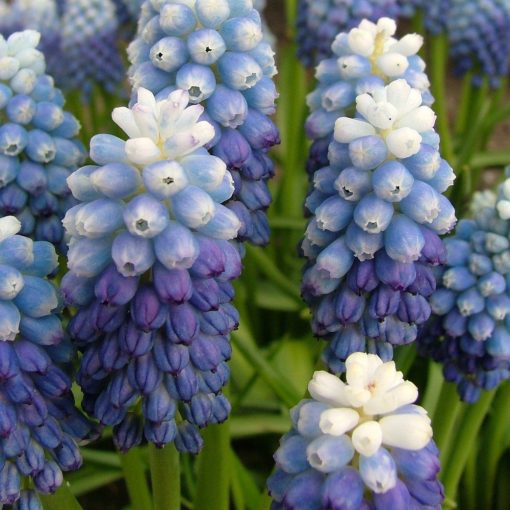 Muscari aucheri Ocean Magic - Fürtös gyöngyike