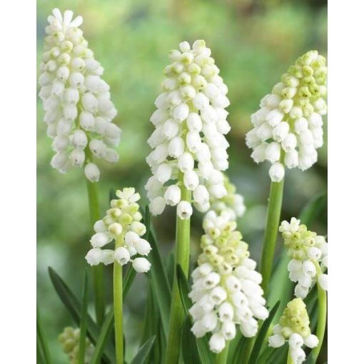 Muscari aucheri White Magic - Fürtös gyöngyike