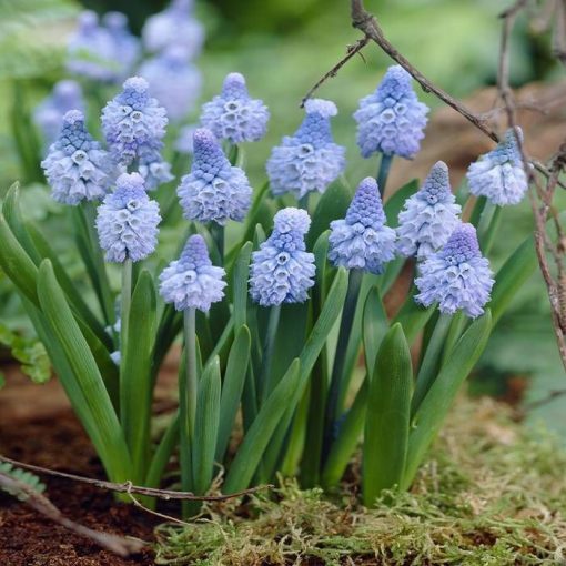 Muscari azureum - Fürtös gyöngyike