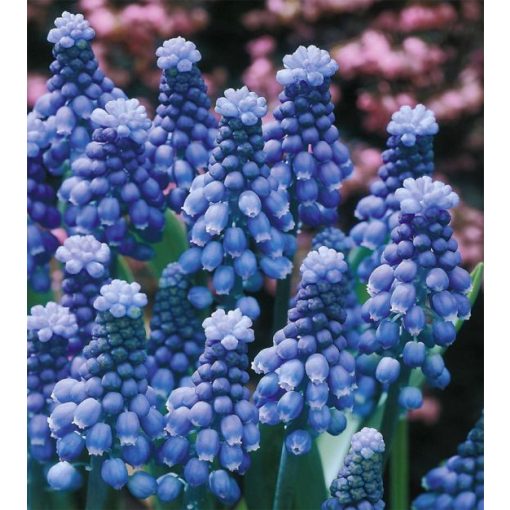 Muscari botryoides Superstar - Fürtös gyöngyike