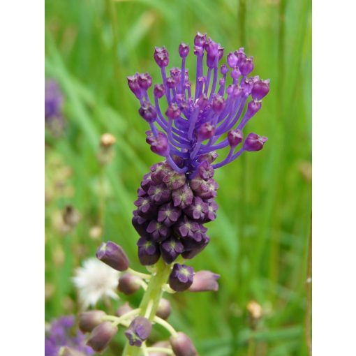 Muscari comosum - Fürtös gyöngyike