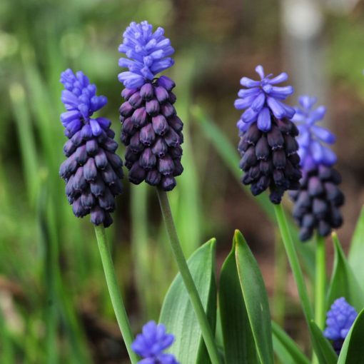 Muscari latifolium - Fürtös gyöngyike