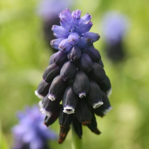 Muscari neglectum - Fürtös gyöngyike