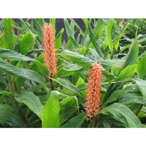 Hedychium densiflorum (I.) - Gyömbérliliom