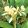 Hedychium flavum (I.) - Gyömbérliliom