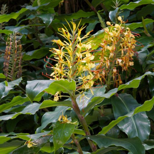 Hedychium gardnerianum (I.) - Gyömbérliliom