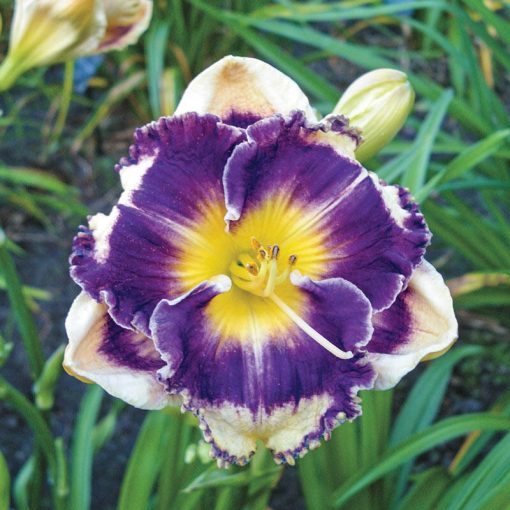 Hemerocallis Answering Angels - Sásliliom