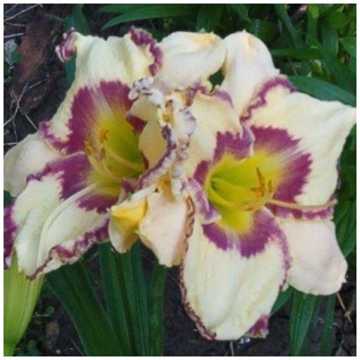 Hemerocallis Antique Linen