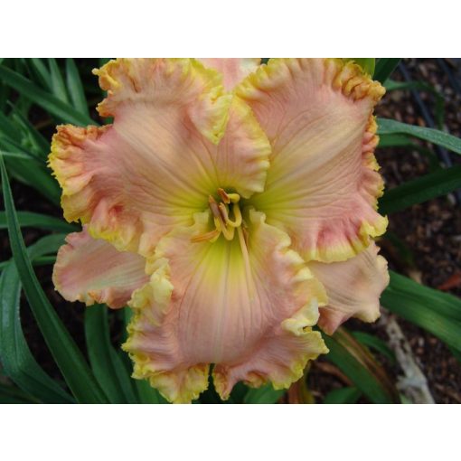 Hemerocallis April Laquinta - Sásliliom