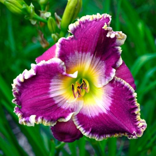 Hemerocallis Arabian Veil