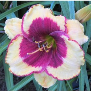 Hemerocallis Aragon - Sásliliom