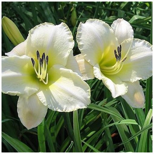 Hemerocallis Arctic Snow - Sásliliom