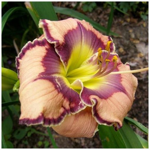 Hemerocallis Aussie Delight - Sásliliom