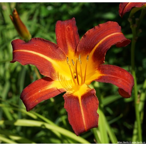 Hemerocallis Autumn Red - Sásliliom