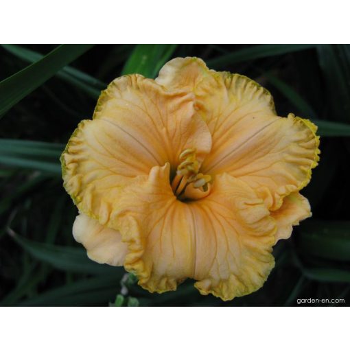 Hemerocallis Baby Lemonade