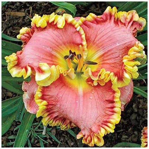 Hemerocallis Barbara Barnes - Sásliliom